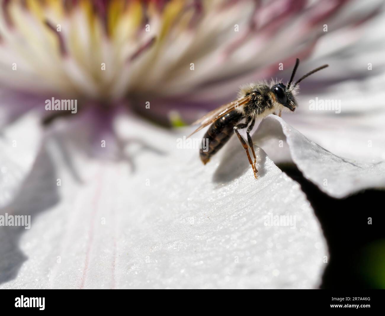 Andrena (abeille minière) sur fleur de clématite Banque D'Images