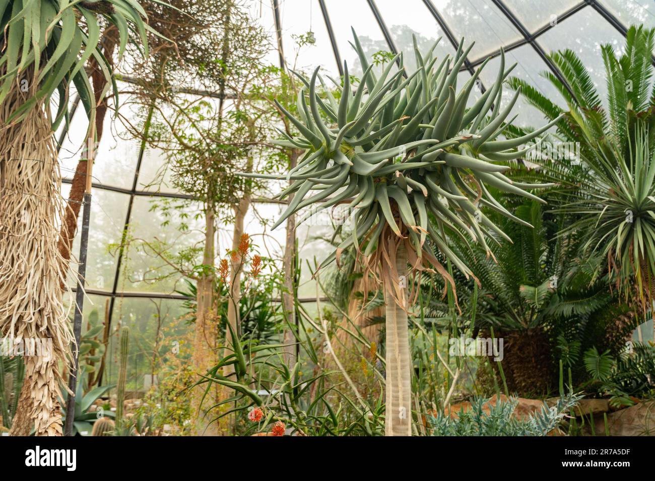 Zurich, Suisse, 24 mai 2023 quiver ou Aloe Dichotoma dans le jardin botanique Banque D'Images