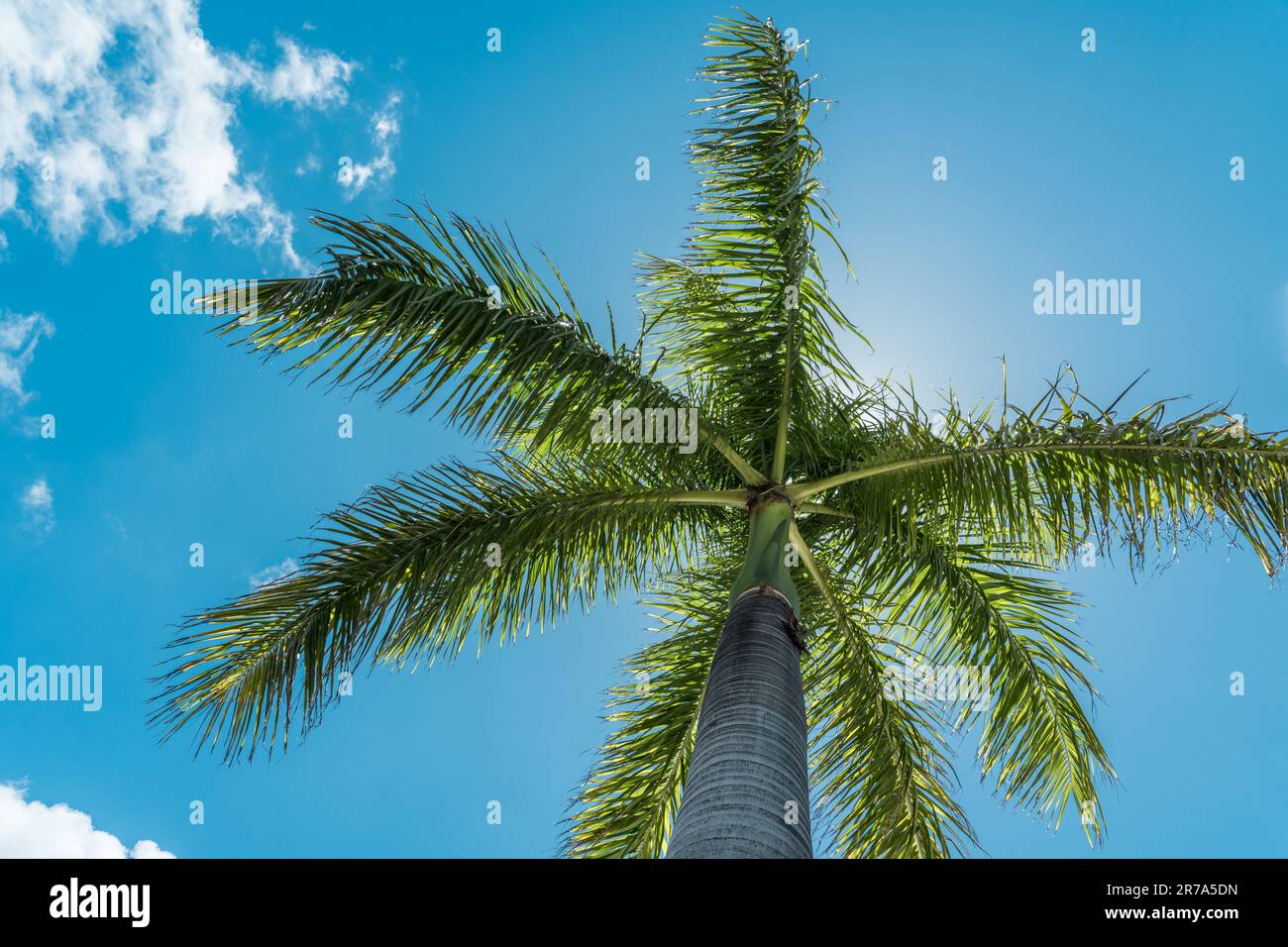 Une image d'un magnifique palmier tropical silhoueté sur un ciel bleu vif avec des nuages blancs et wispy, illuminé par le soleil doré Banque D'Images