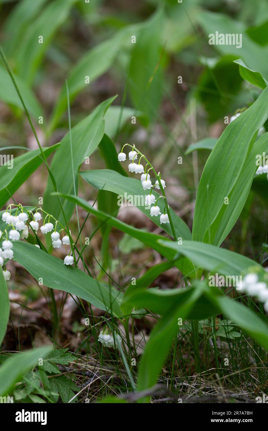 Lily de la vallée, convallaria majlis, dans les bois Banque D'Images