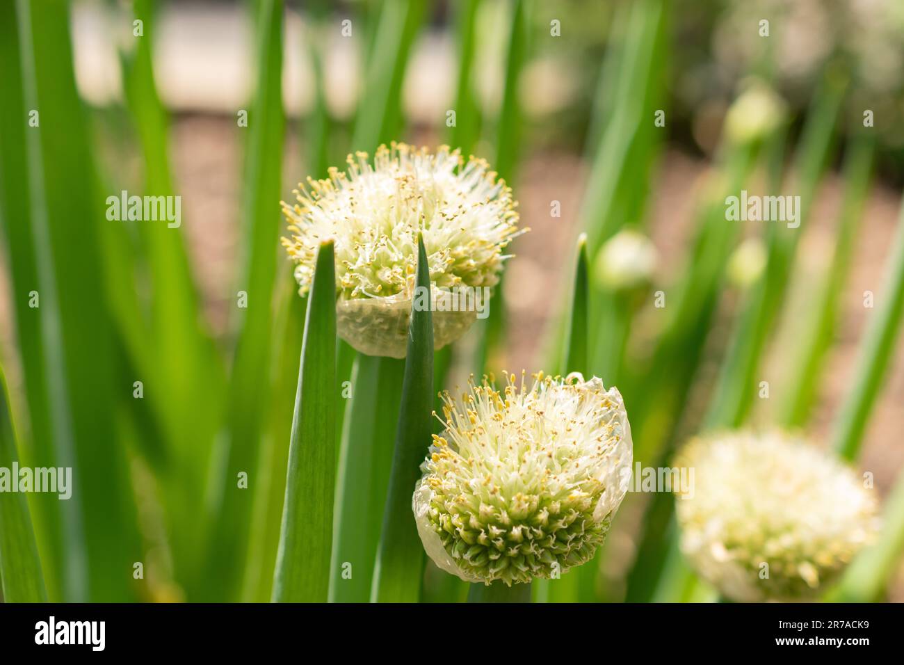 Zurich, Suisse, 22 mai 2023 en groupage d'oignon ou d'Allium fistulosum dans le jardin botanique Banque D'Images