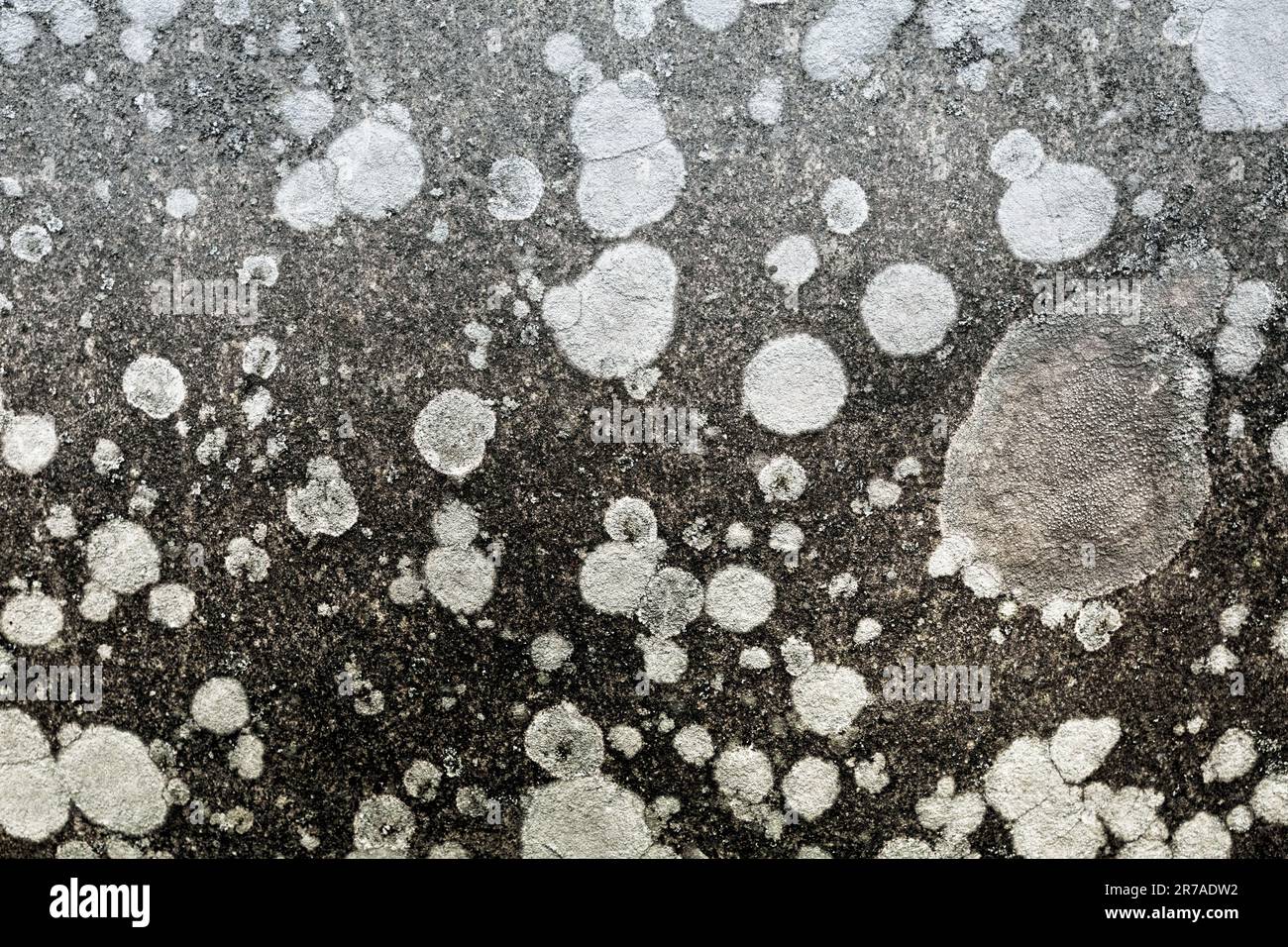 Une surface asphaltée avec des dessins de peinture circulaire et en pointillés blancs Banque D'Images