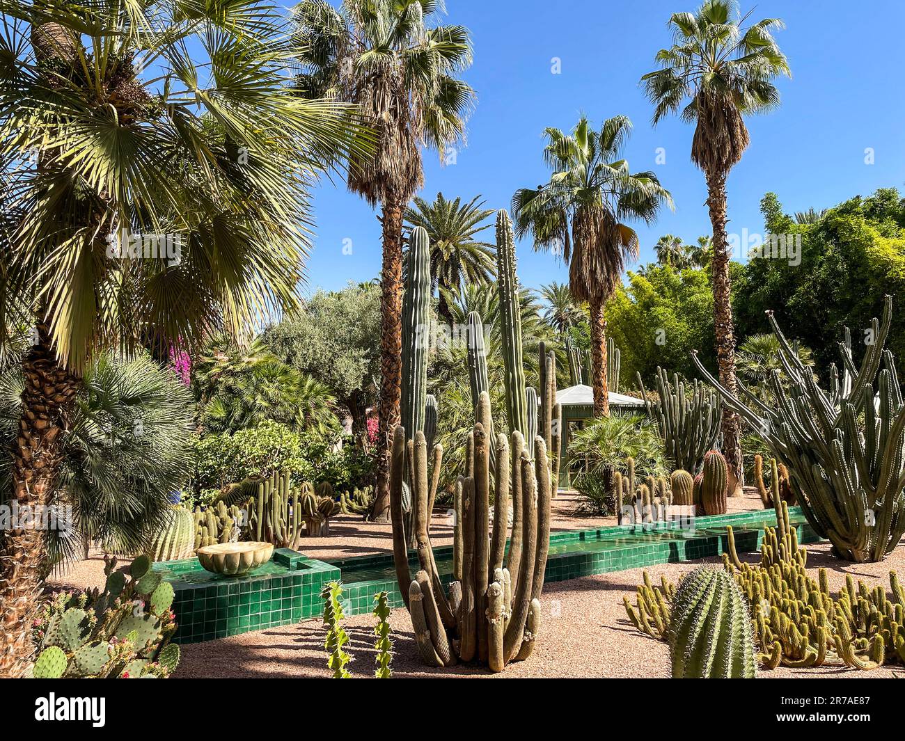 Le Maroc, Marrakech, le Jardin Majorelle Banque D'Images