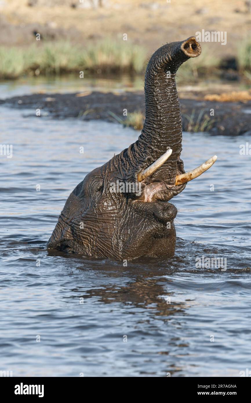 Taureau d'éléphant (Loxodonta africana), sous l'eau, tête seulement au-dessus de la surface de l'eau avec tronc levé, baignade. Parc national d'Etosha, Namibie, Afrique Banque D'Images