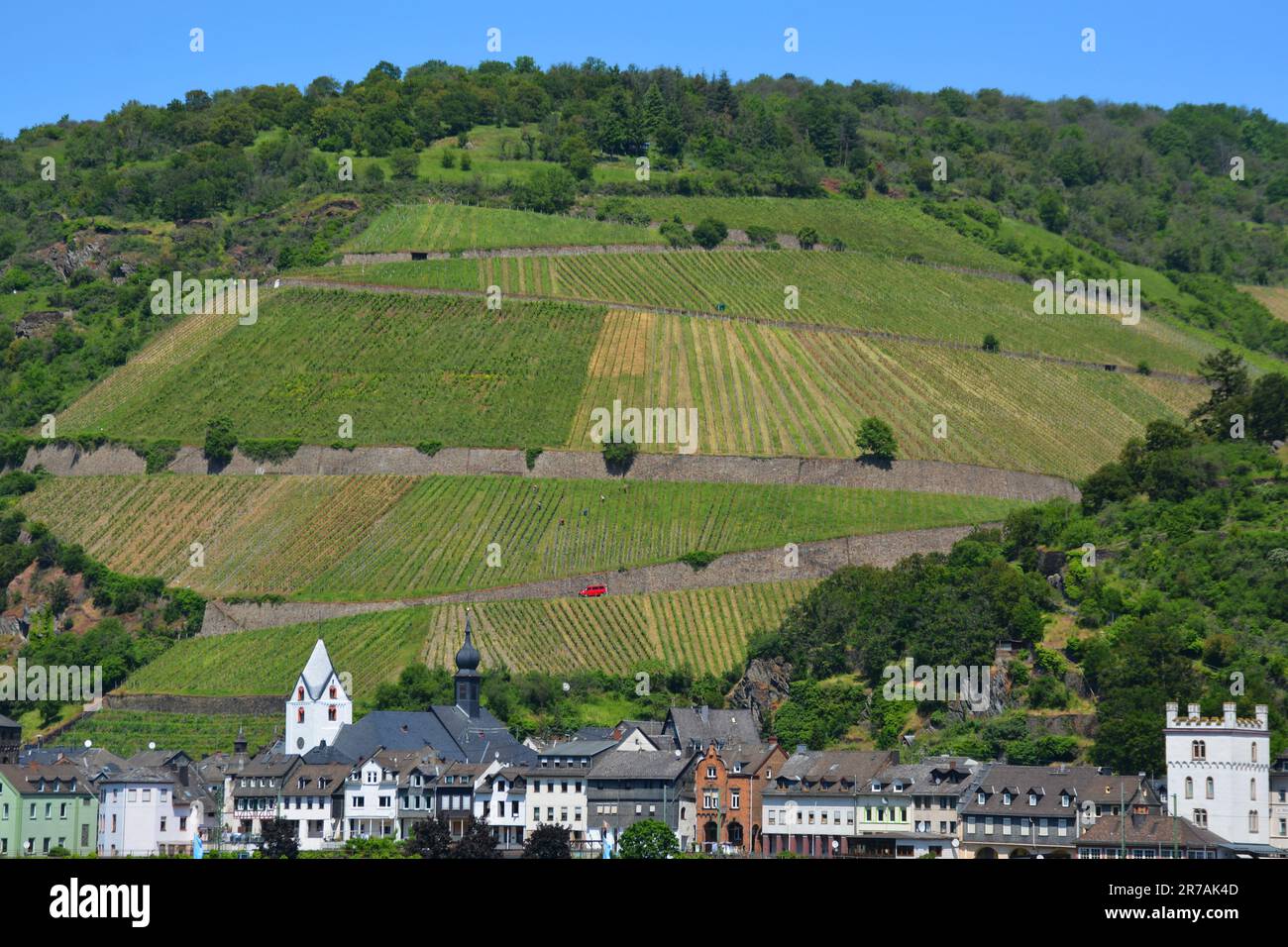 Wineyard, Kaub, Rhénanie-Palatinat, Allemagne Banque D'Images