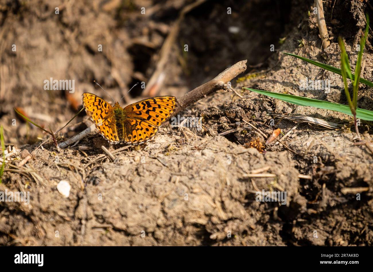 Schelklingen, Allemagne. 06th juin 2023. Un papillon en nacre à pois d'argent est installé sur un petit morceau de bois. La coupe nette dans la forêt est censée contribuer à la protection des espèces - entre autres choses, cela devrait protéger certains papillons menacés d'extinction. Dans le district forestier d'Ulmer Alb, les zones sont défrichées pour que les papillons puissent s'y installer. Credit: Christoph Schmidt/dpa/Alay Live News Banque D'Images