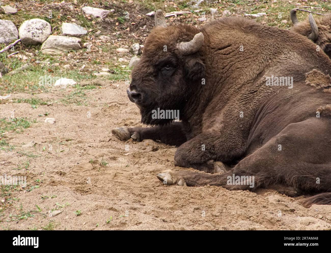 Gros plan d'un bison reposant sur le sol Banque D'Images