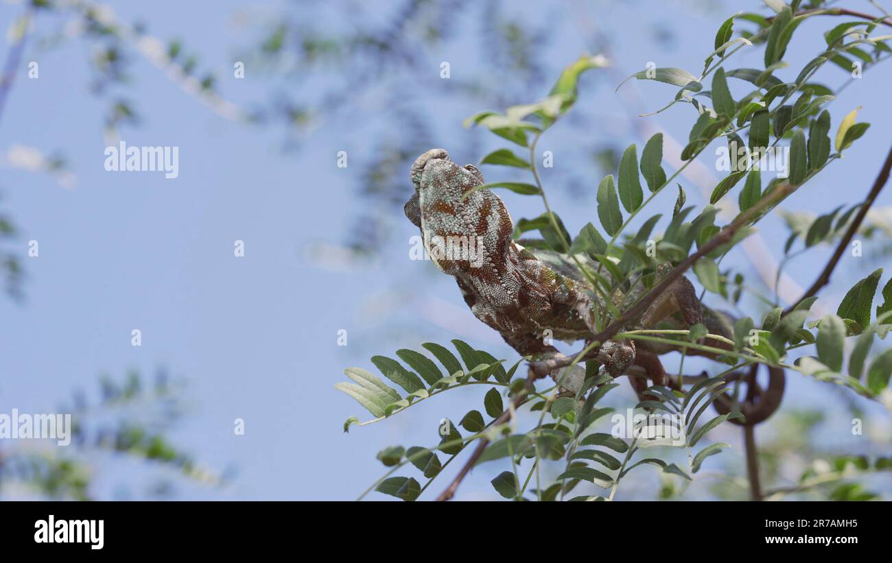 Le caméléon vert se trouve sur une branche mince d'arbre parmi les feuilles vertes, la queue entourant la branche le jour ensoleillé sur fond bleu ciel. Panther ch Banque D'Images