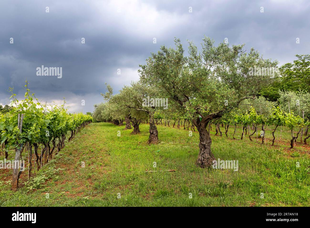 De beaux vieux oliviers et un vignoble avec un orage d'été derrière sur la péninsule d'istria près de Buje en Croatie Banque D'Images