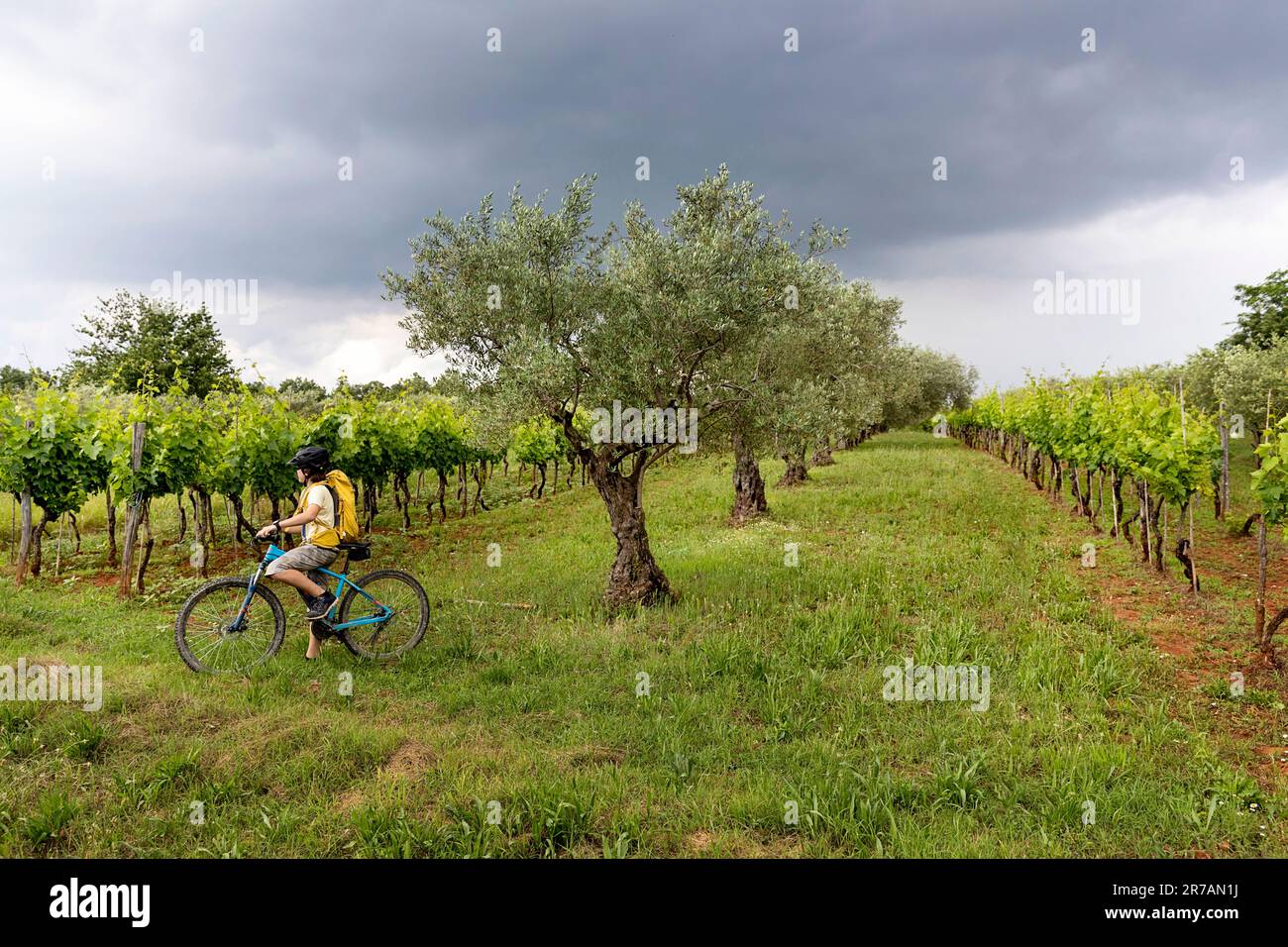 Touriste, un garçon, cycliste sur un vélo de montagne, explorant un paysage luxuriant plein d'oliviers et de vignes près de Buje dans la péninsule d'Istrie, Croatie Banque D'Images