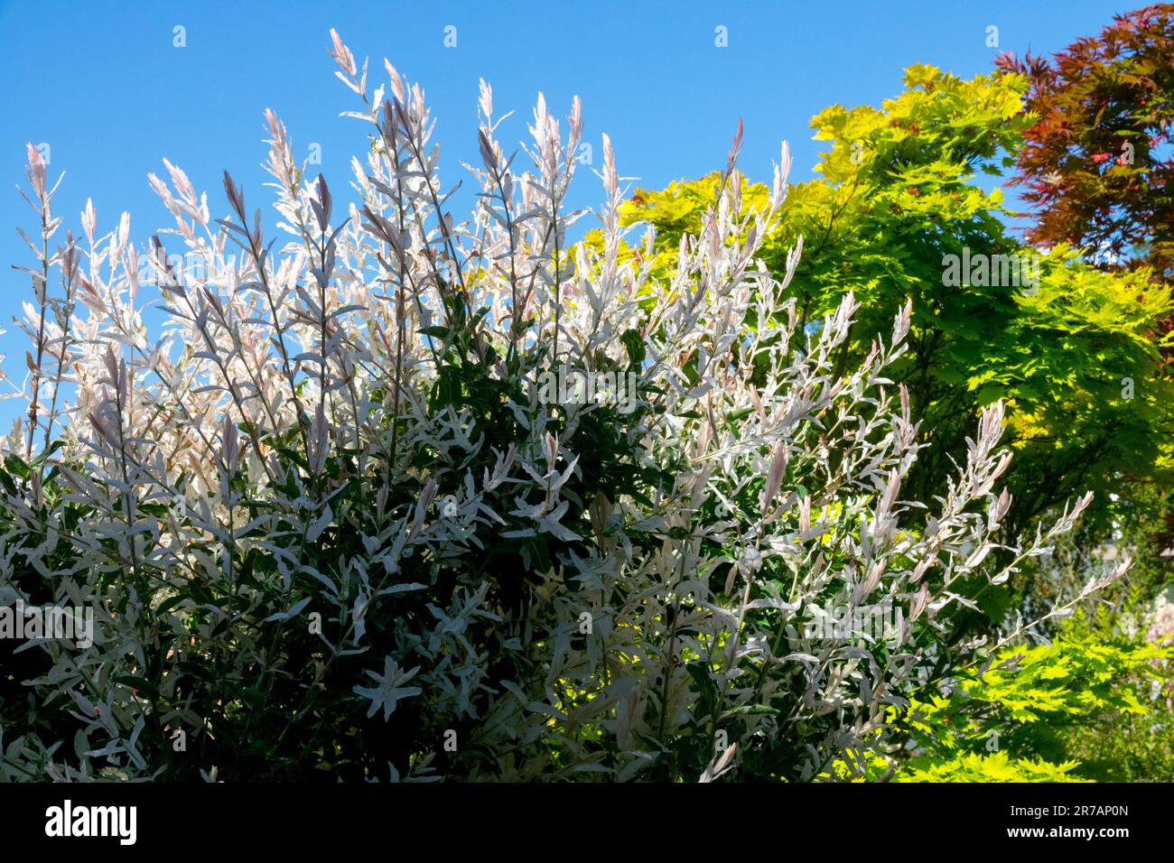 'Hakuro-Nishiki' Salix integra dans le jardin Banque D'Images