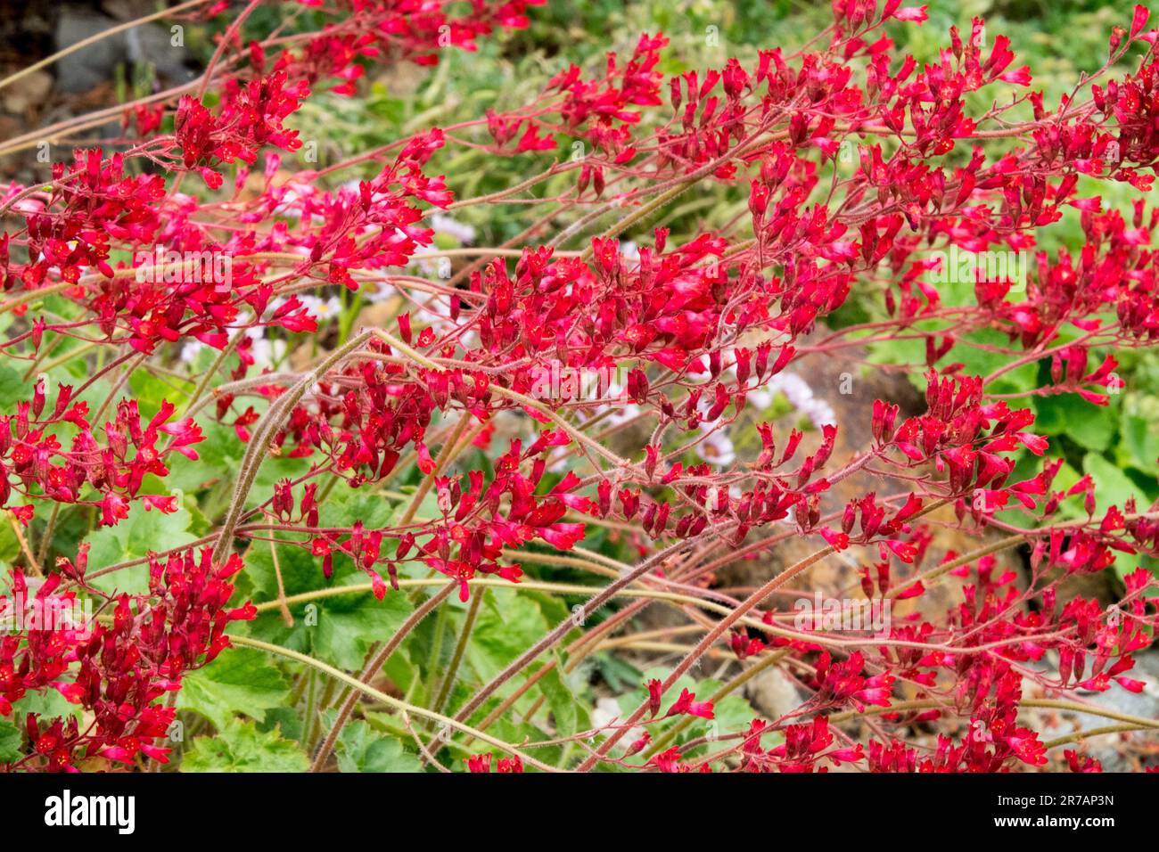 Heuchera sanguinea Rouge Heuchera splendens fleurs Heuchera jardin de fleurs Heucheras floraison June Heuchera Coral Bells Alumroot Coralbells Alum Root Banque D'Images