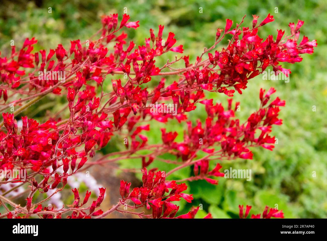 Rouge Heuchera sanguinea jardin de fleurs rouge Heuchera plantes à fleurs Herbaceous plantes vivaces Heucheras Heuchera Red Heuchera splendens Banque D'Images