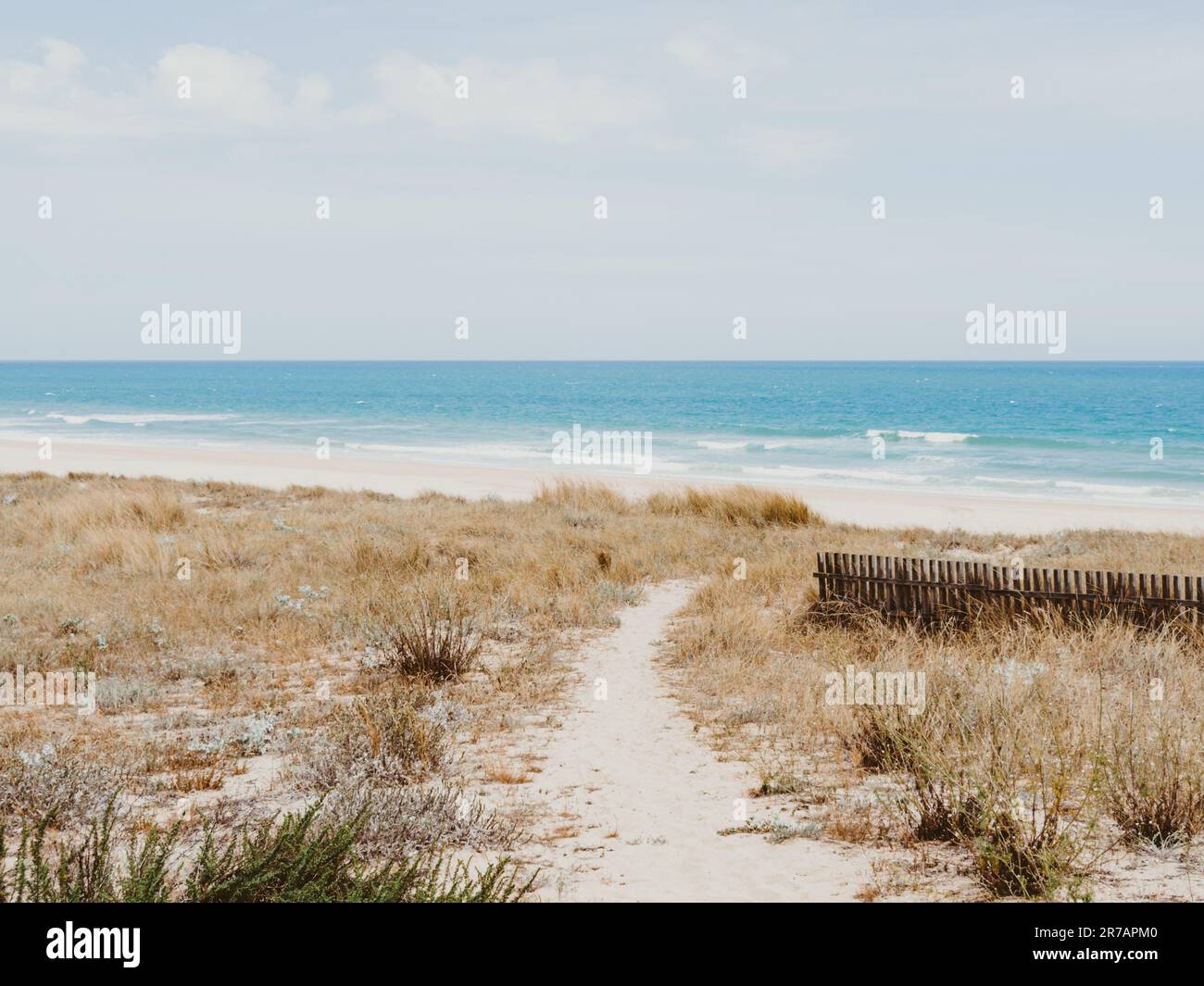 Un sentier de randonnée étroit vers l'océan parmi les dunes de sable surcultivées avec de l'herbe. Voyage, concept de vacances d'été. Voyage d'été Banque D'Images