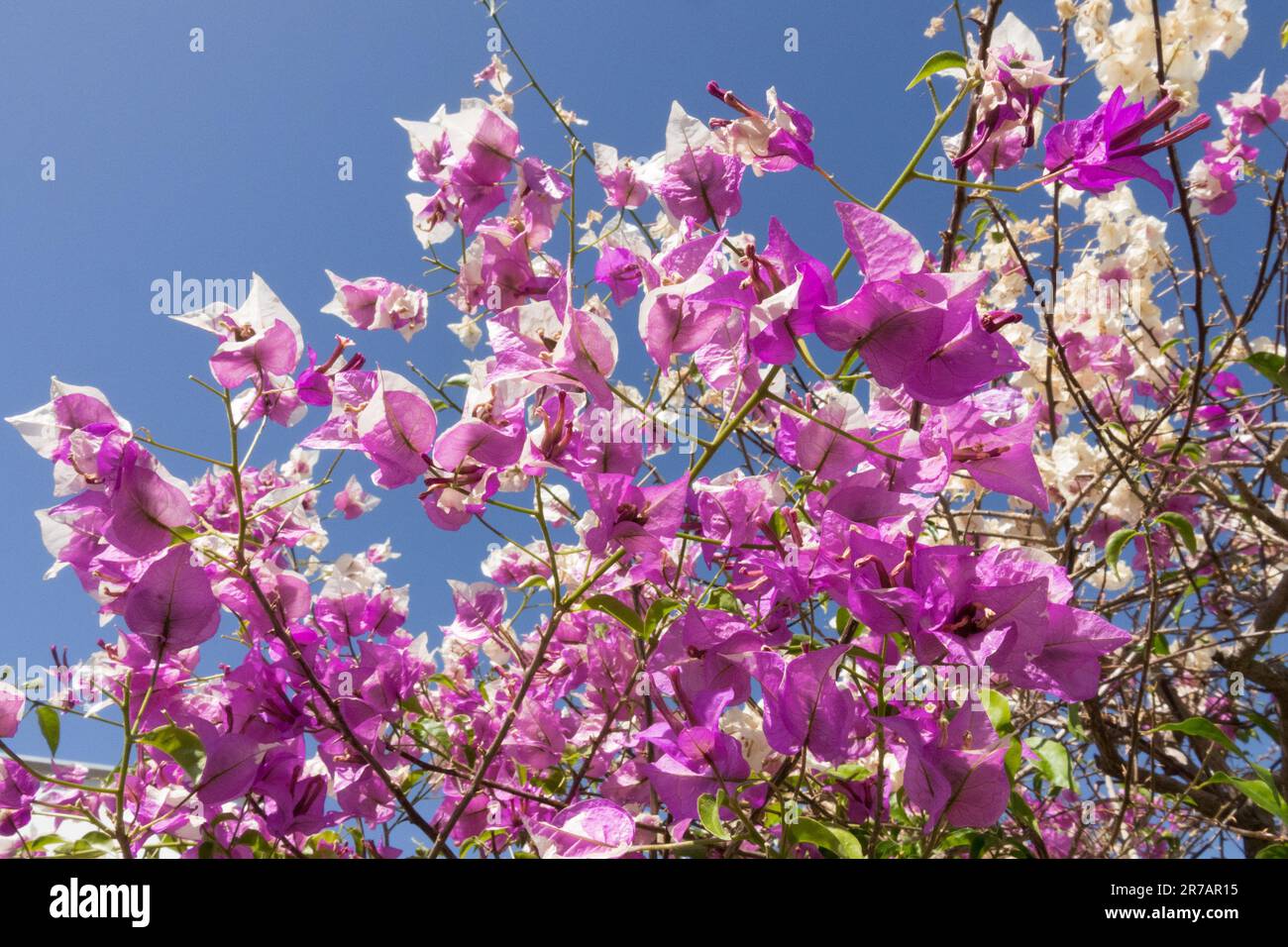 Petit Bougainvillea glabra, Fleur de papier, Violet, blanc, arbuste Banque D'Images