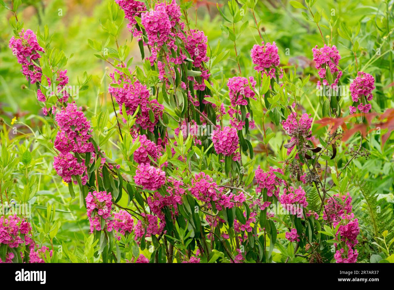 Mouton Laurel, Kalmia angustifolia 'Rubra', jardin, fleurs Banque D'Images