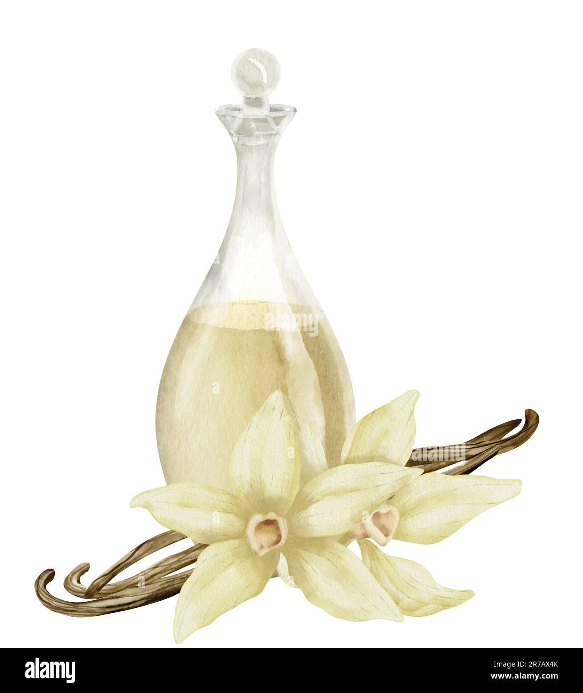 Fleur de vanille et verre de bacon. Illustration de l'aquarelle dessinée à la main de l'ingrédient floral et du décanter sur fond blanc isolé pour l'huile essentielle ou la thérapie d'arôme. Carafe avec bâtonnets fleuris. Banque D'Images
