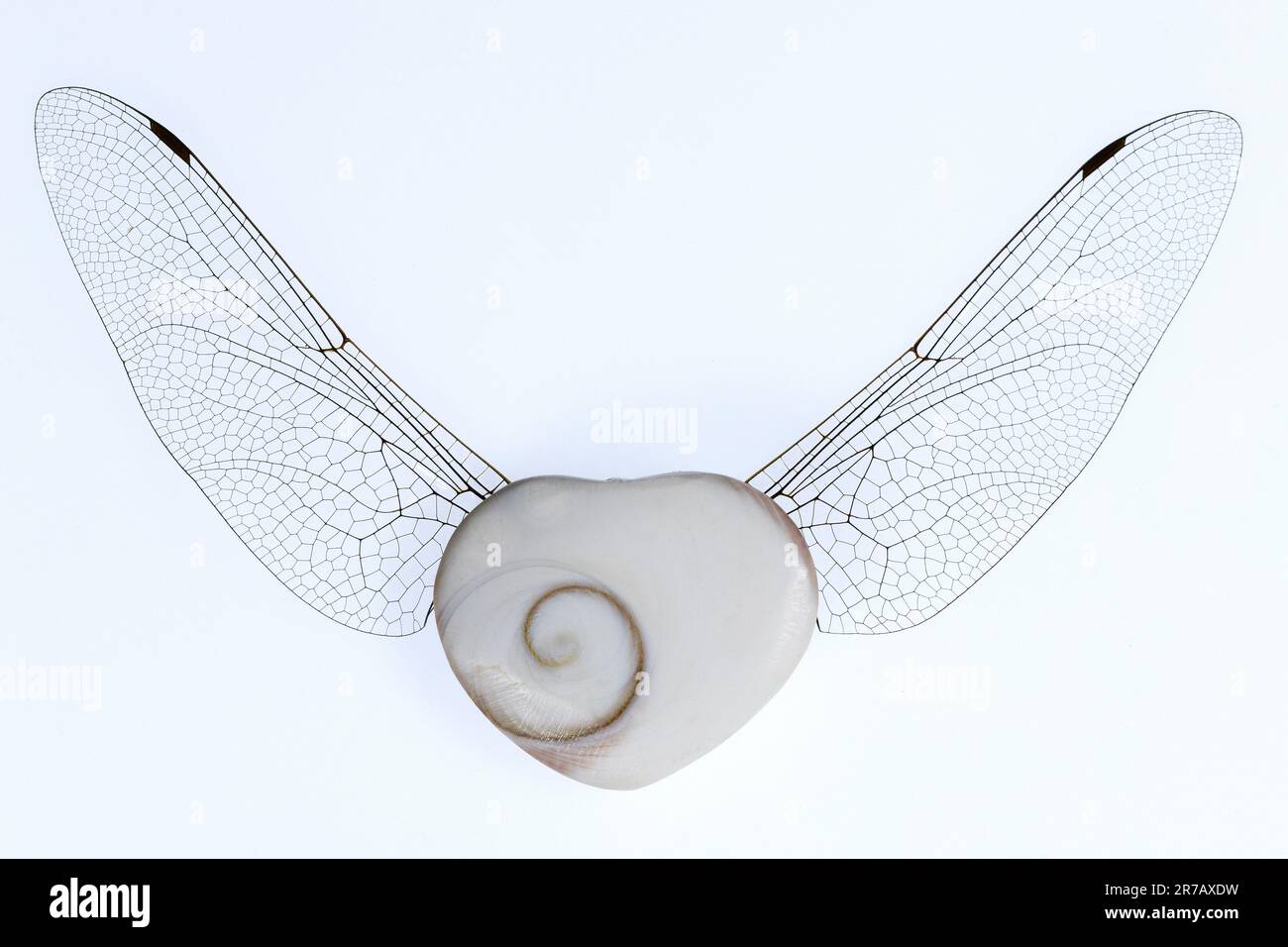 Une coquille d'oeil shiva avec des ailes de libellule. Banque D'Images