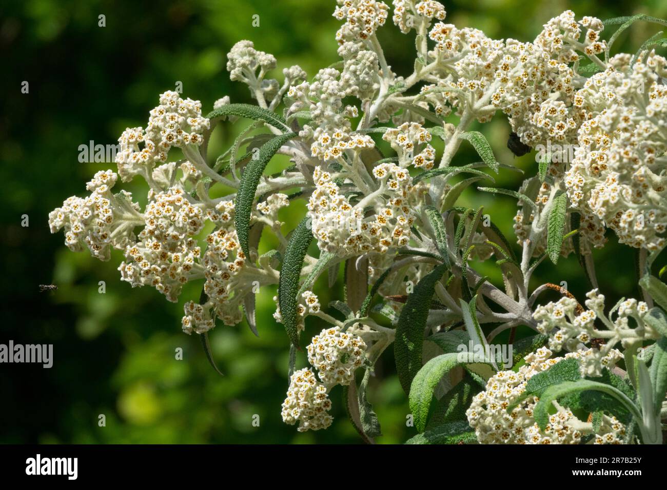 Buddleja loricata Buisson papillon Banque D'Images