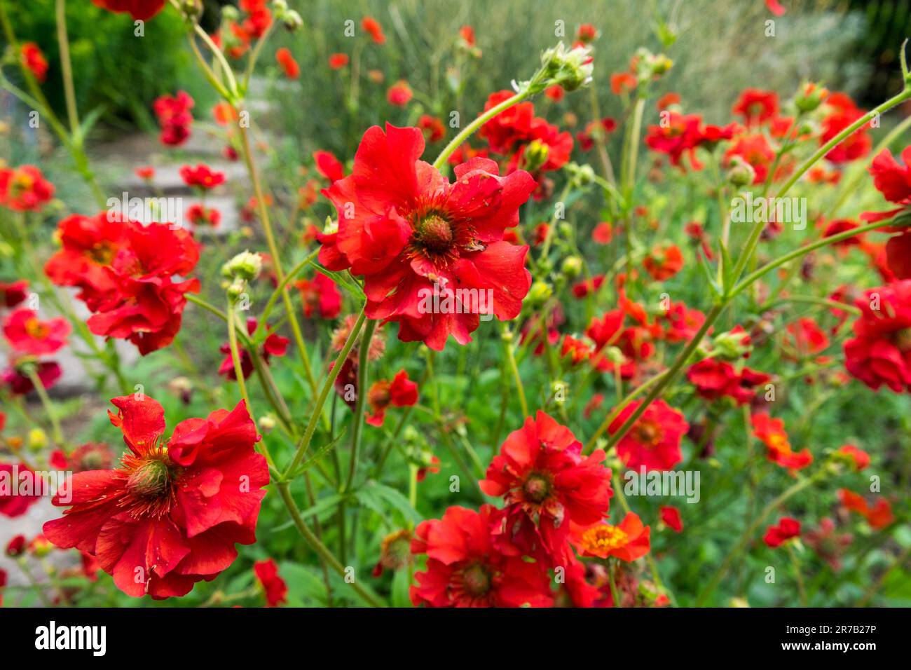 Geum 'Scarlet Tempest', Rouge, Geum, Fleur, jardin Banque D'Images