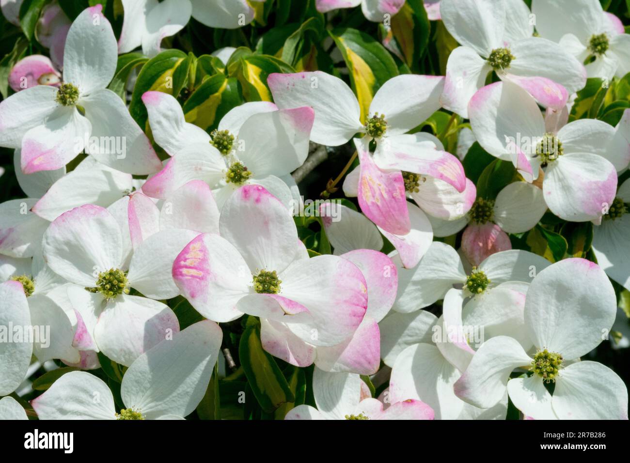 Fleurs de Dogwood japonais Cornus kousa Gold Star Rose White Dogwood Tree Blosoming Blossoms à la fin du printemps juin floraison de Dogwood Chinois Cornus Garden Banque D'Images