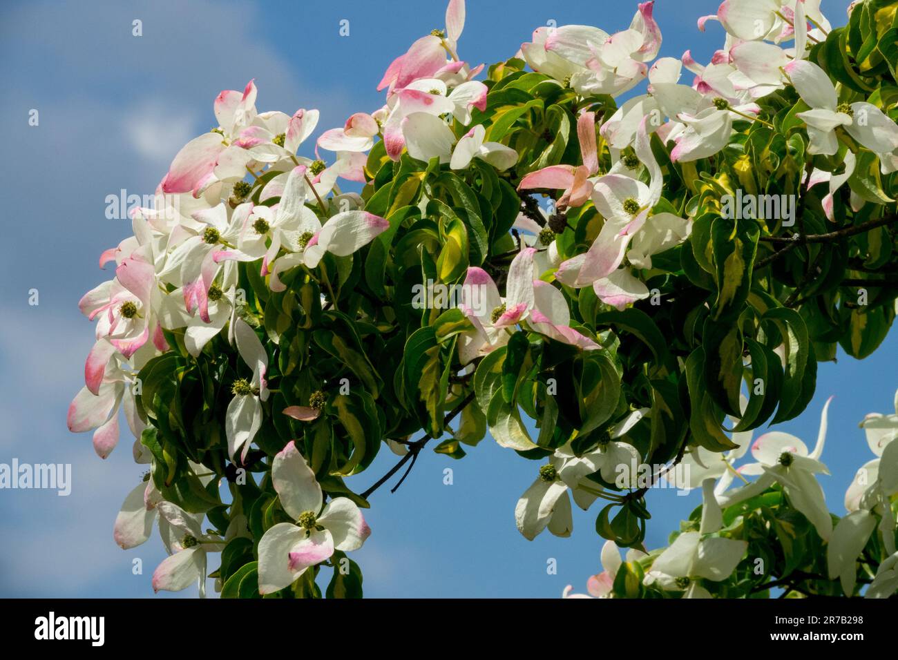 Cornus kousa 'Gold Star' arbuste fleuri Cornus kousa Dogwood Japonais Dogwood Rose White Blooms Spring White Dogwood Tree branches Dogwood Chinois Banque D'Images