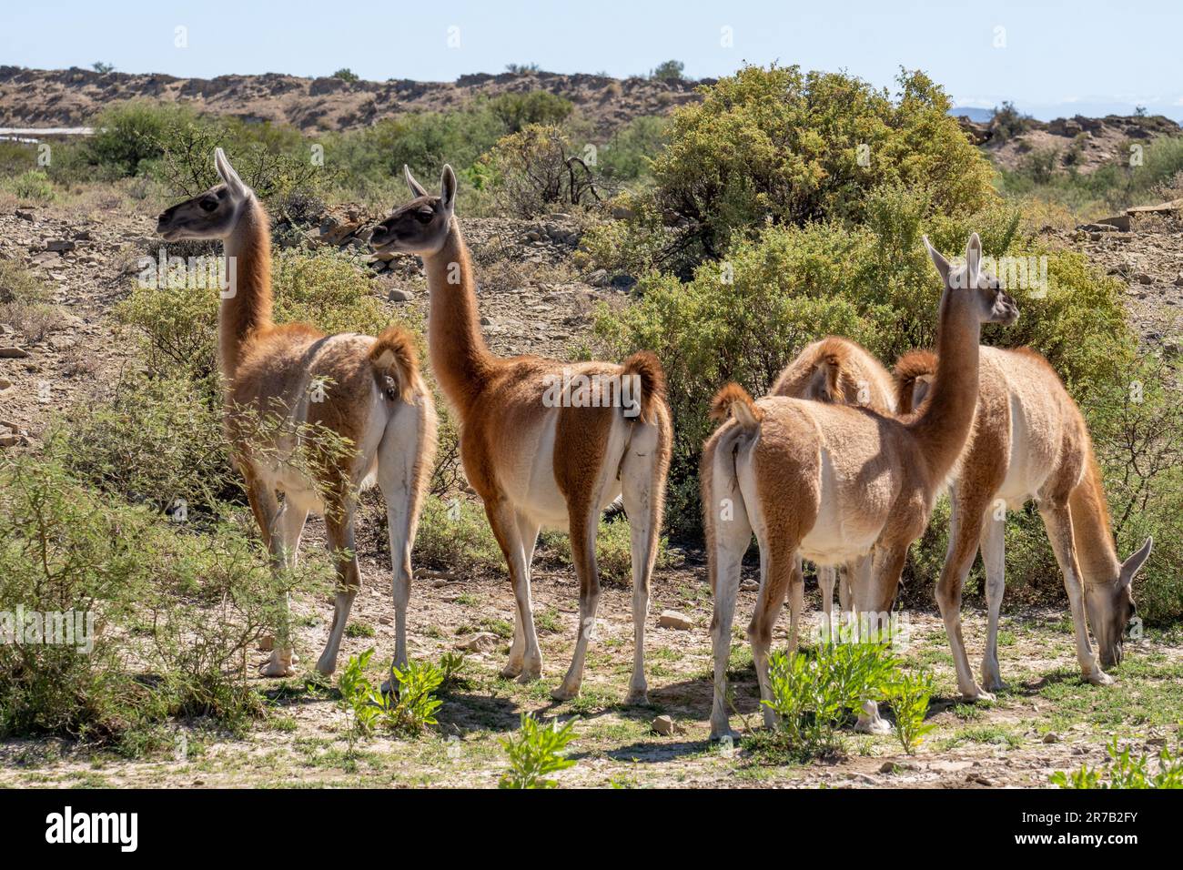 Un petit troupeau de Guanacos, Lama guanicoe, dans le parc provincial d'Ischigualasto, San Juan, Argentine. Banque D'Images
