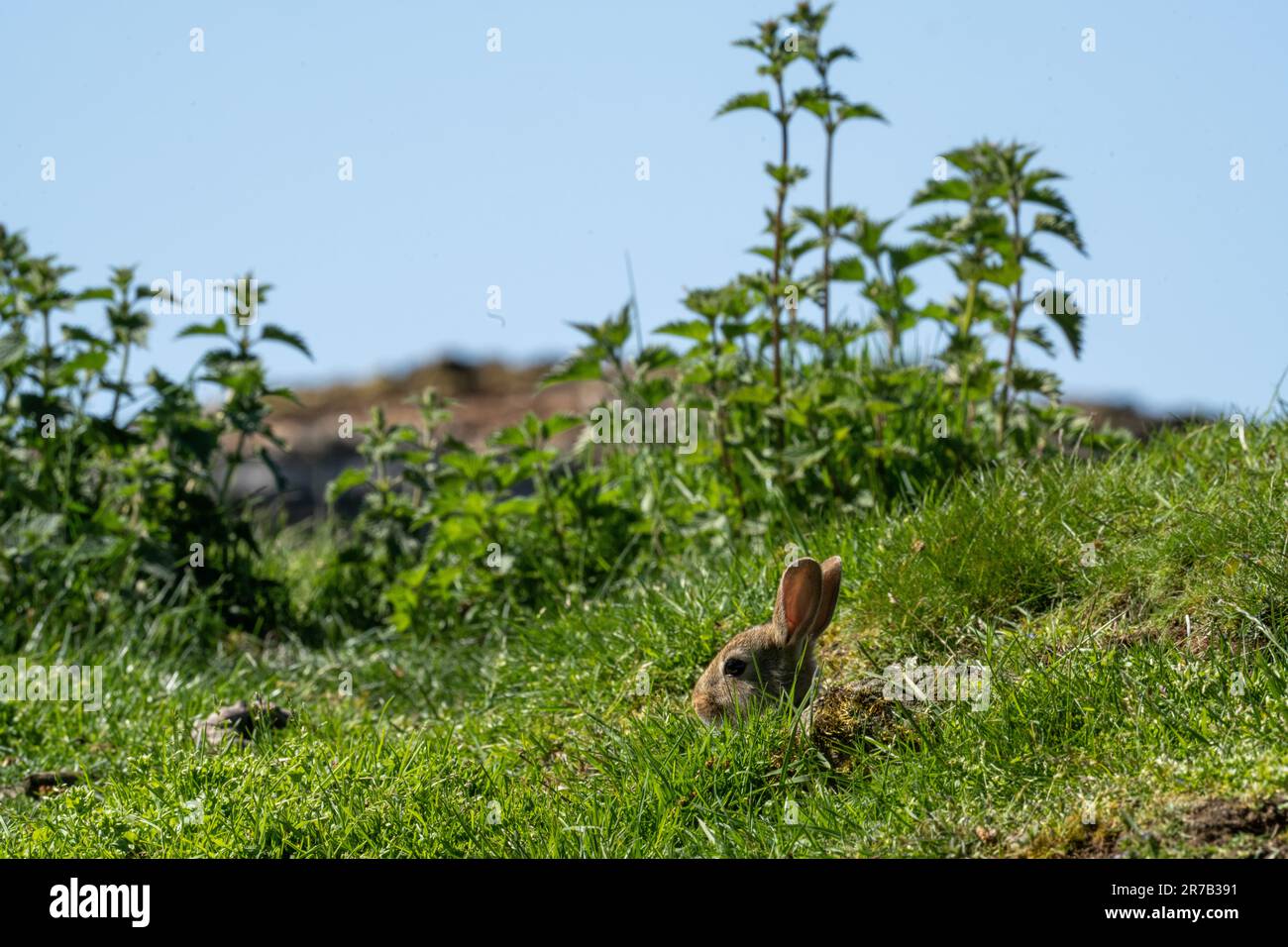 Bébé lapin (Oryctolagus cuniculus) à la recherche d'un danger. Banque D'Images