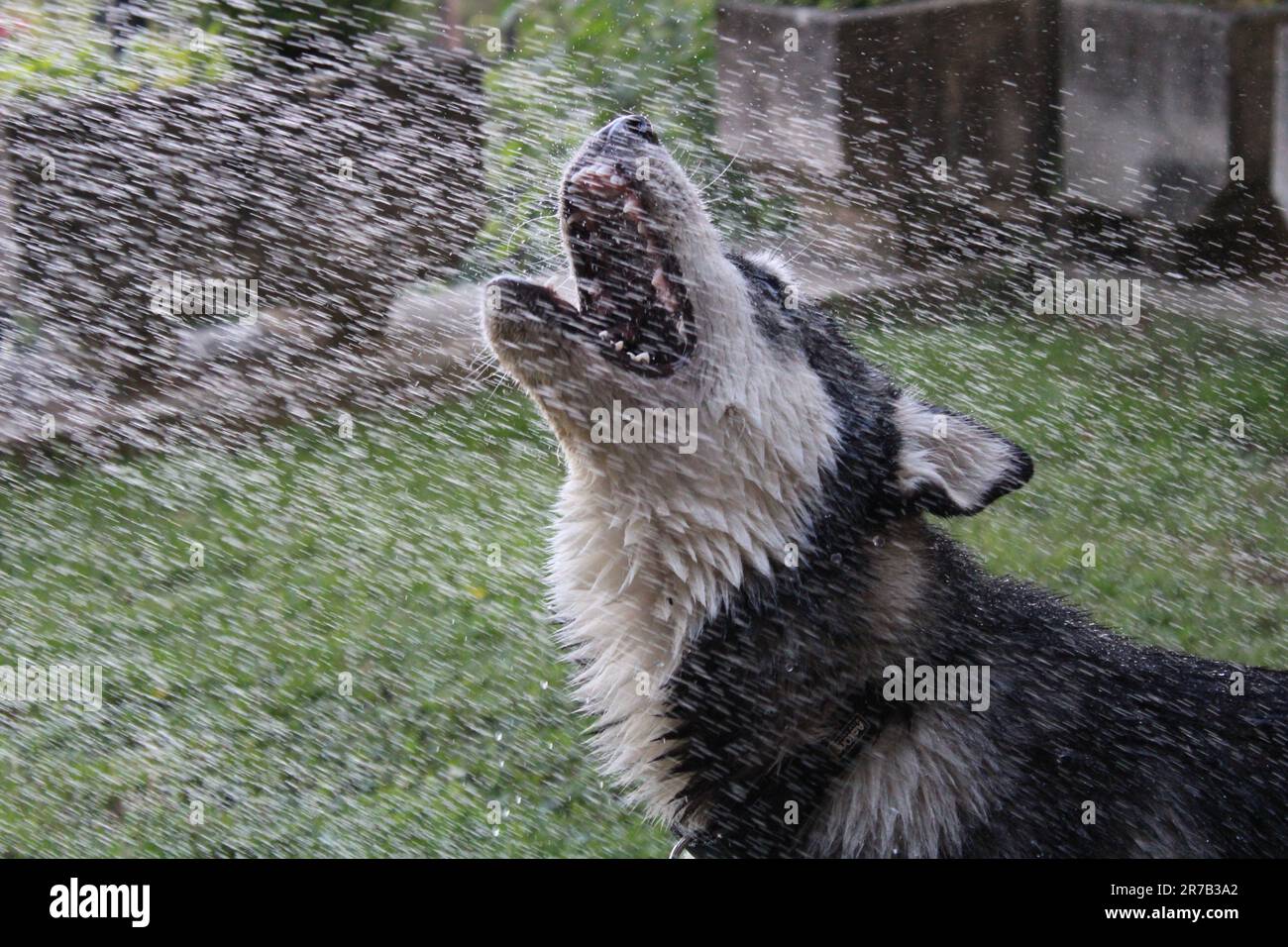Husky jouant dans la cour Banque D'Images