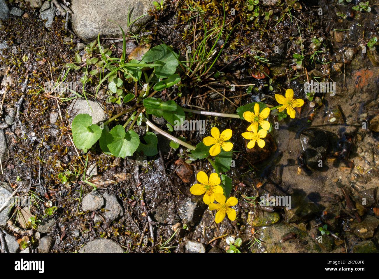 Marsh-marigold (Caltha palustris) Banque D'Images
