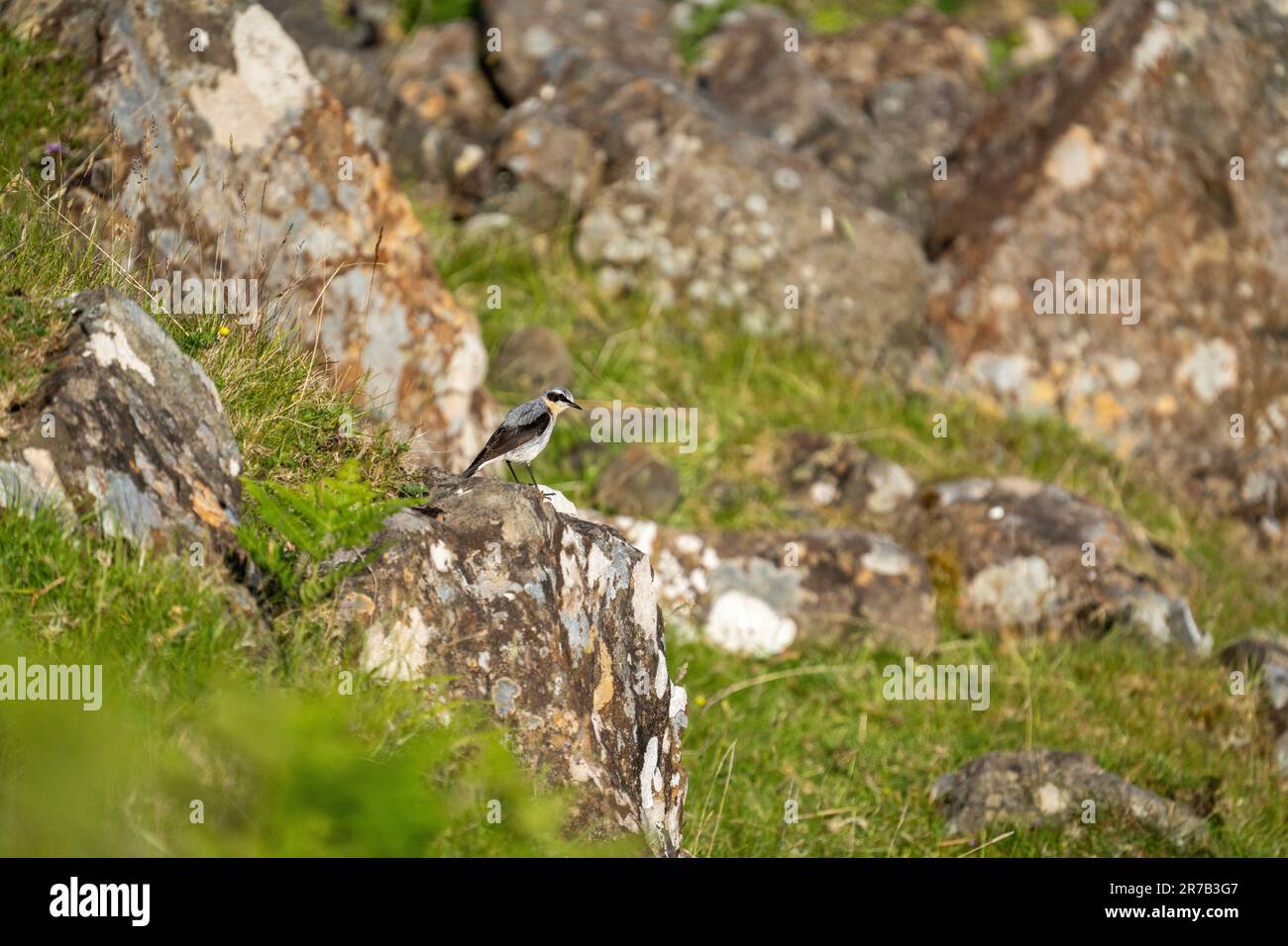 Wheatear mâle (Oenanthe oenanthe) dans un habitat rocailleux typique Banque D'Images