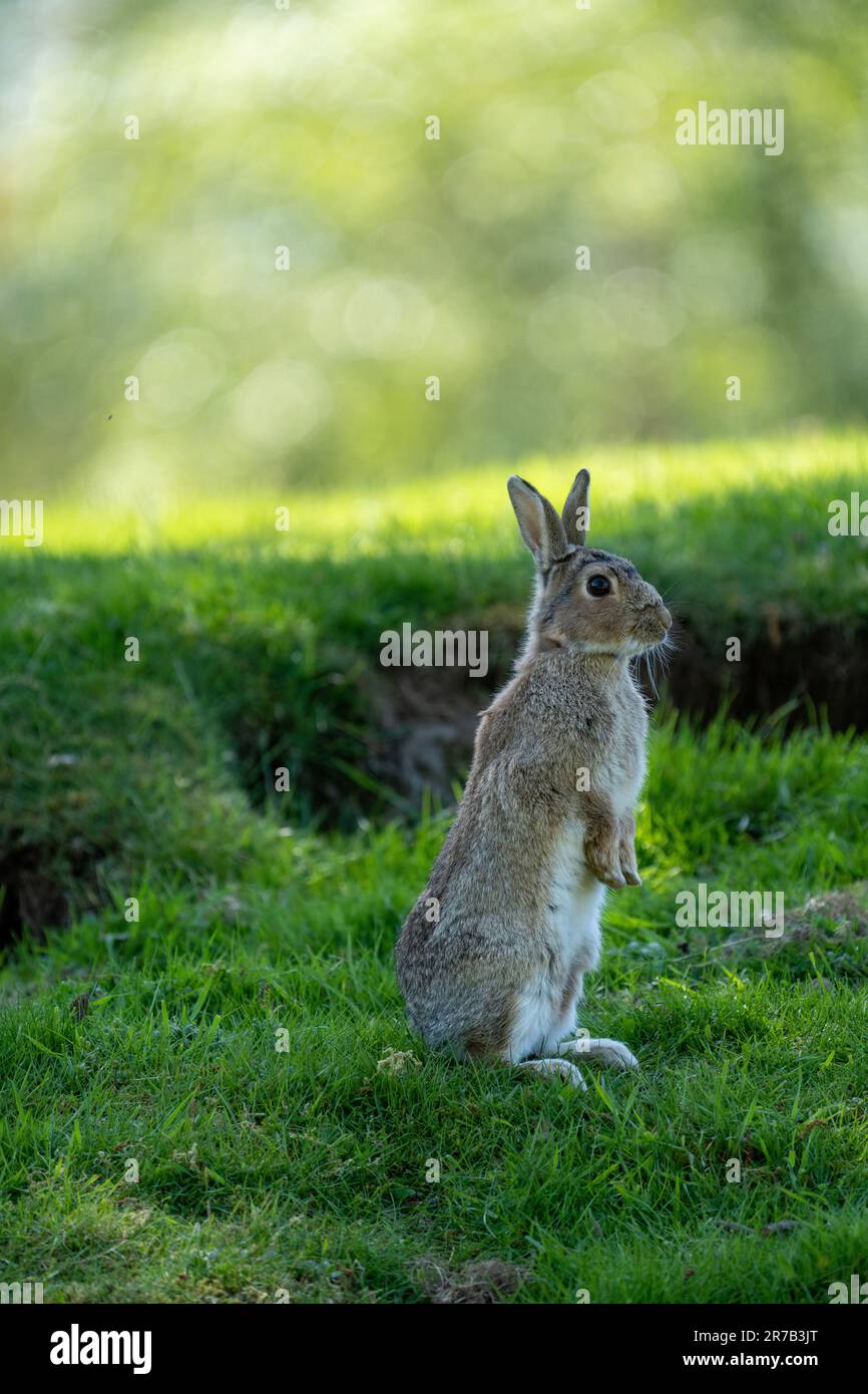 Lapin adulte (Oryctolagus cuniculus) à la recherche d'un danger Banque D'Images