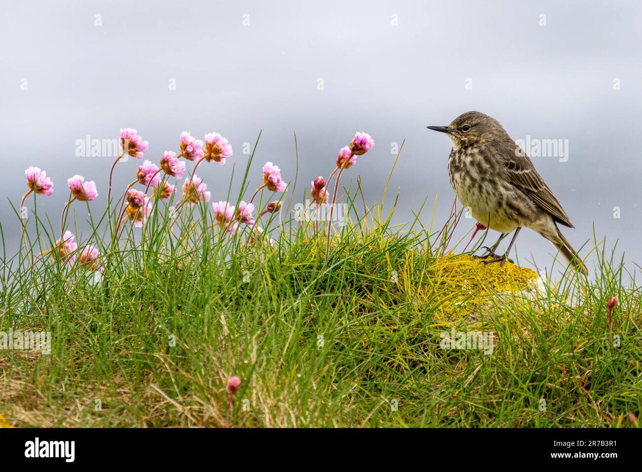 Rock Pipit (Anthus petrosus) à côté de fleurs de Thrift rose Banque D'Images