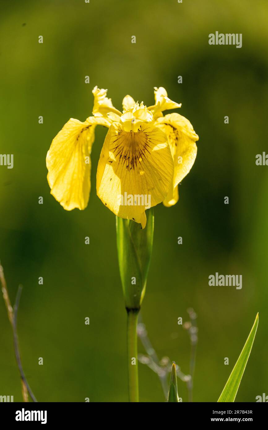 Iris jaune drapeau (Iris pseudacorus) avec midges Banque D'Images