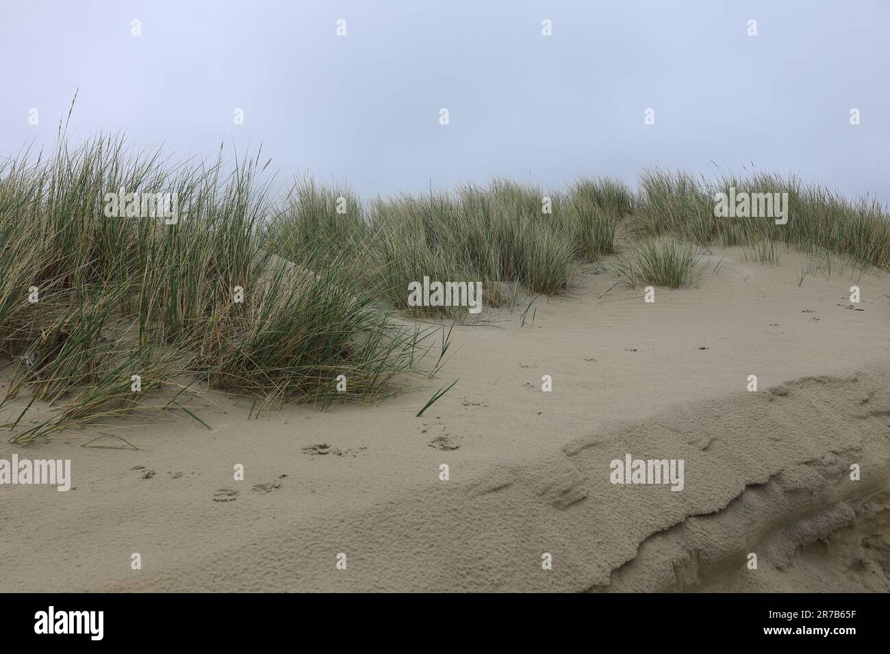 Herbe sur une dune sur l'île de Borkum Banque D'Images