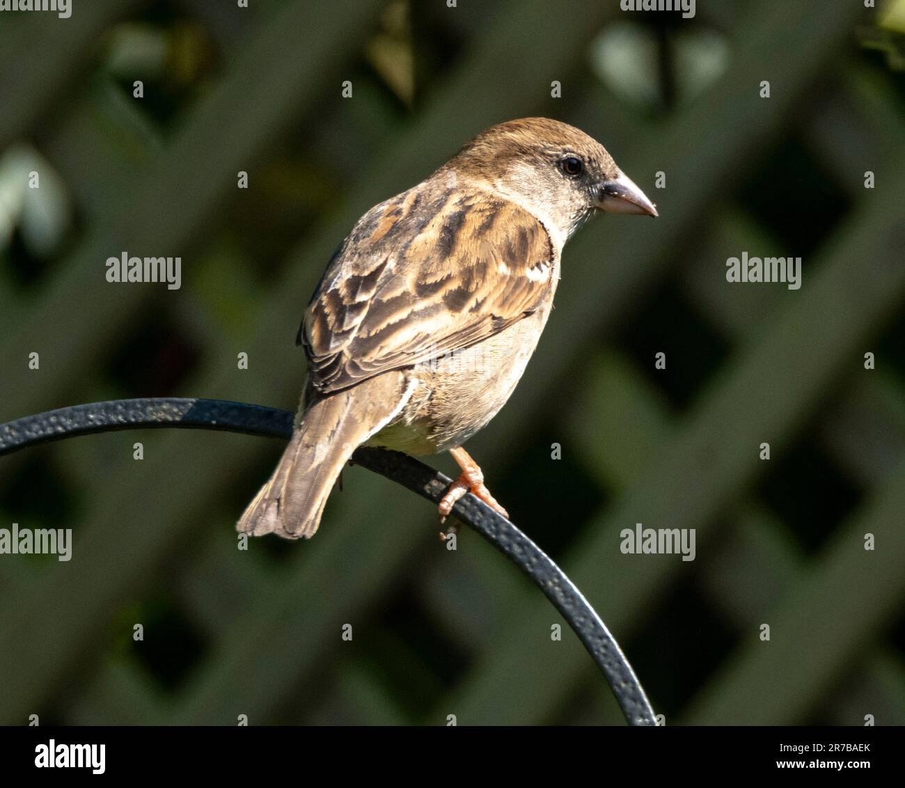 Femme maison Sparrow, Passer domesticus perchée dans un jardin, Lothian Ouest, Écosse Banque D'Images