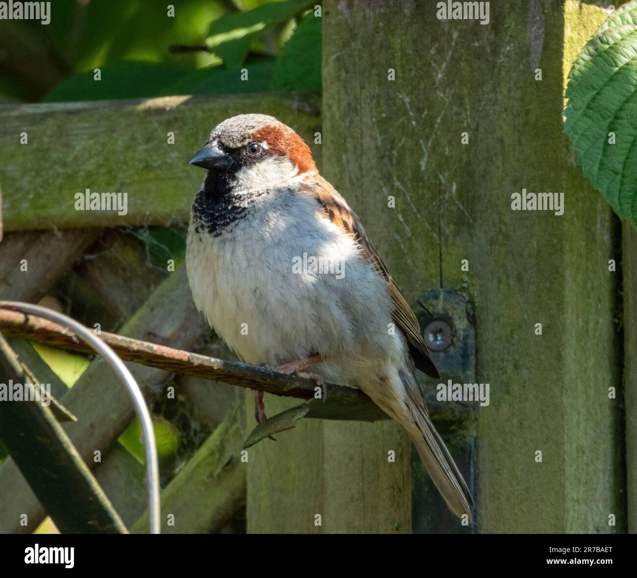 Maison masculine Sparrow, Passer domesticus perchée dans un jardin, Lothian Ouest, Écosse Banque D'Images