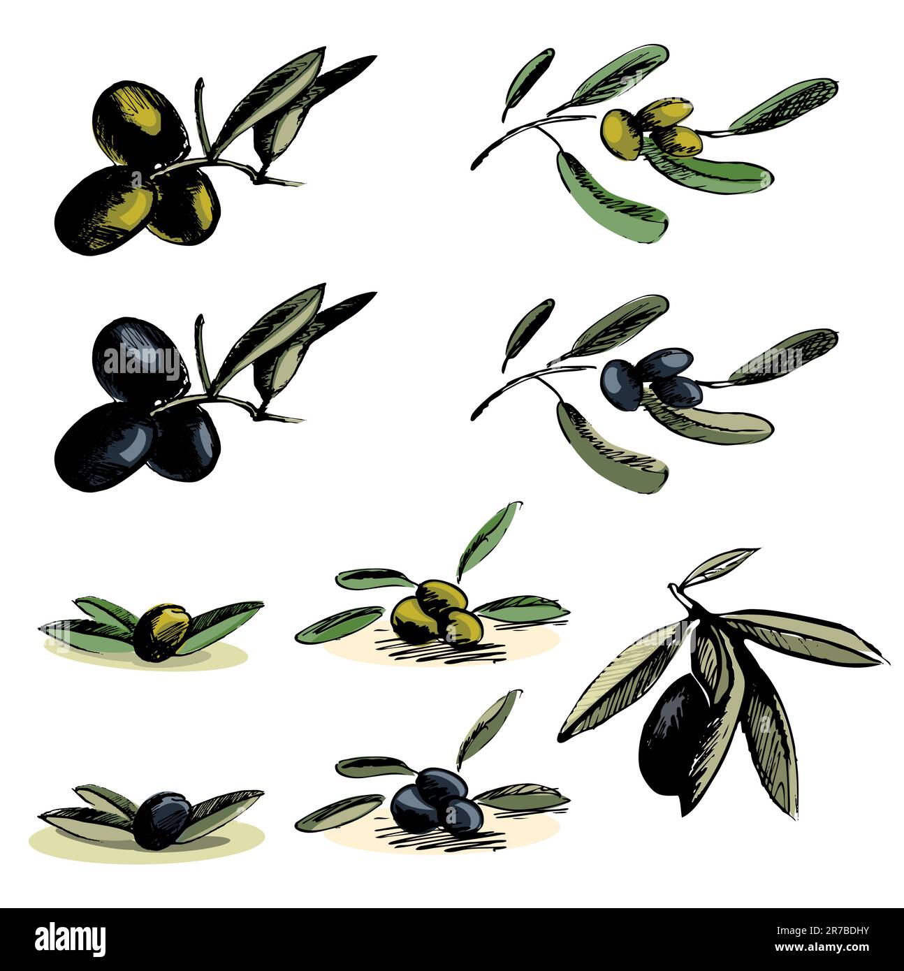 Illustration vectorielle - collection des différentes illustrations d'olive Illustration de Vecteur