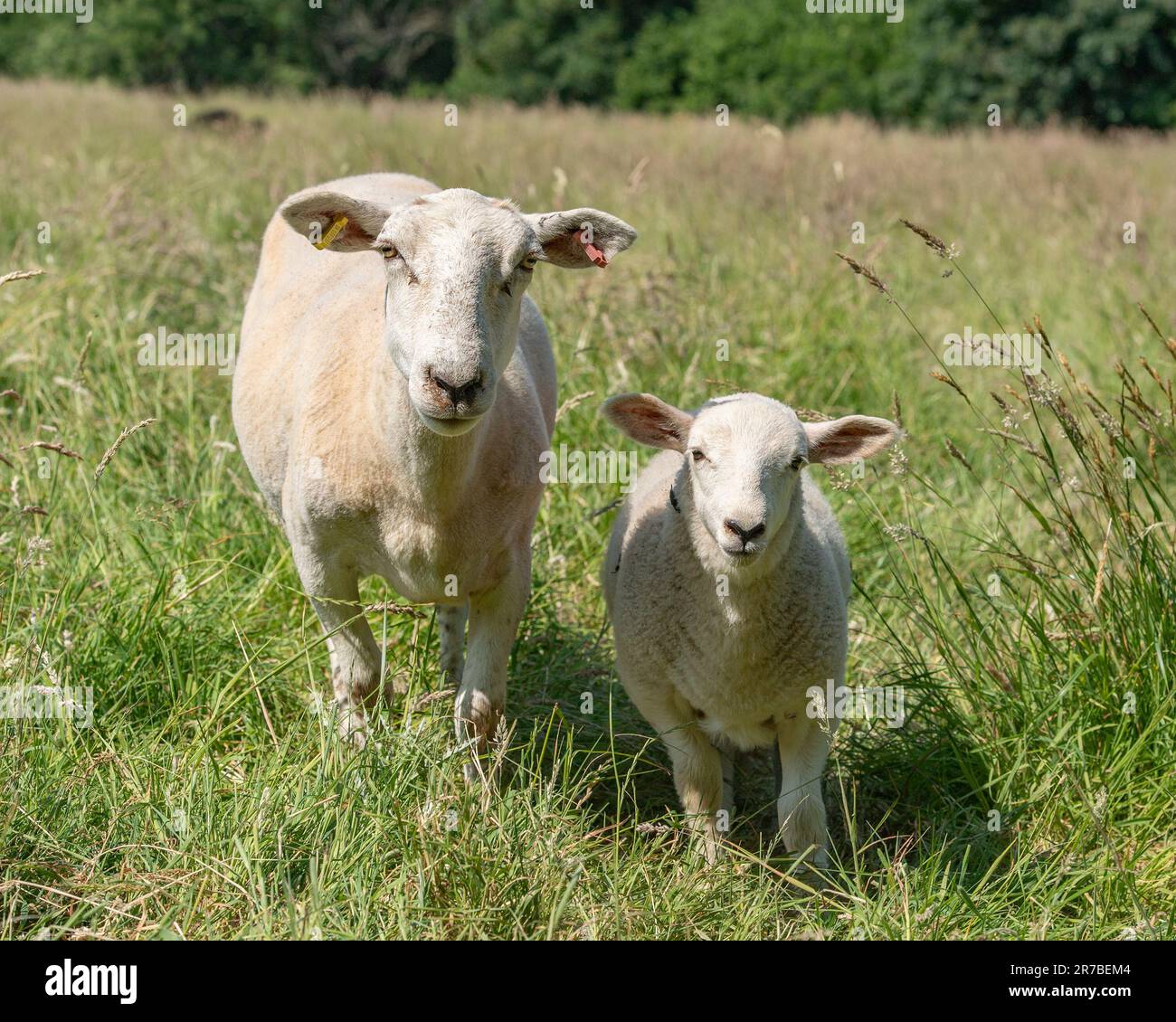 brebis et agneau Banque D'Images