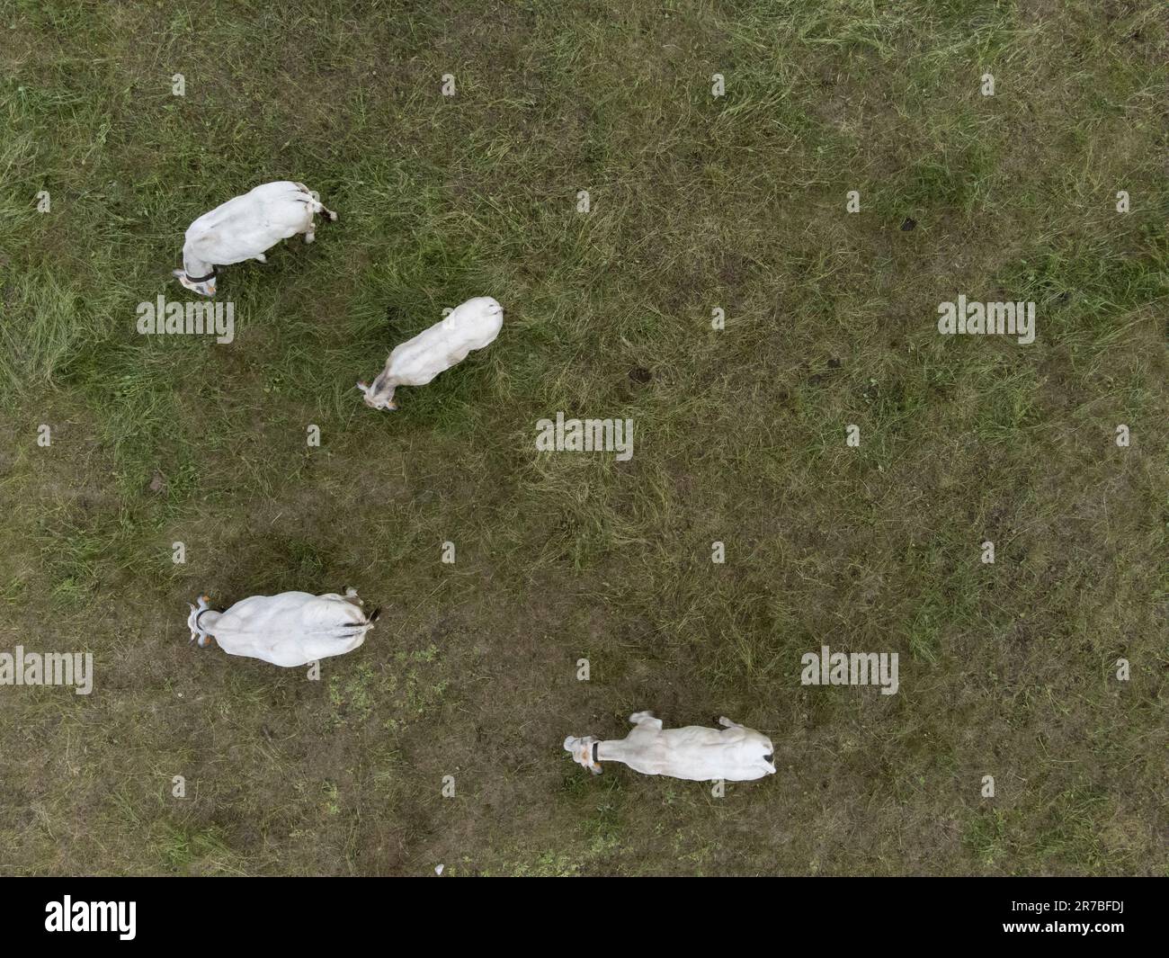 Vaches en pâturage dans la haute vallée de la Stura, Alpes Maritimes (Cuneo, Piémont, Italie) Banque D'Images