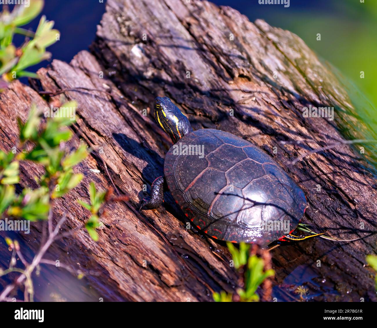 Vue aérienne d'une tortue peinte reposant sur une bûche dans la zone humide entourant de nénuphars et affichant sa carapace, sa tête, ses pattes. Banque D'Images