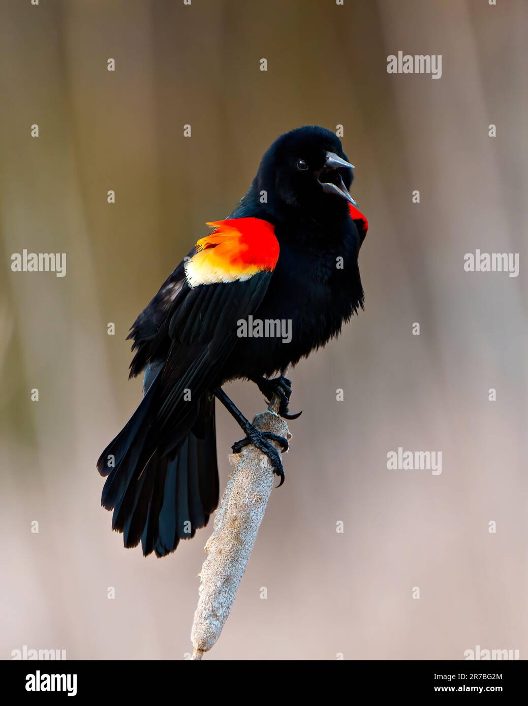 Vue rapprochée de l'homme Blackbird ailé de rouge perchée sur une queue de chat avec un arrière-plan flou dans son environnement et son habitat environnant. Banque D'Images