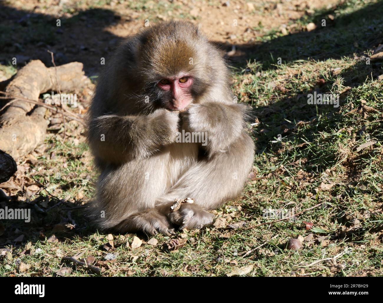 Macaque japonais à Arashiyama, Kyoto, japon. Portrait isolé de singe des neiges Banque D'Images