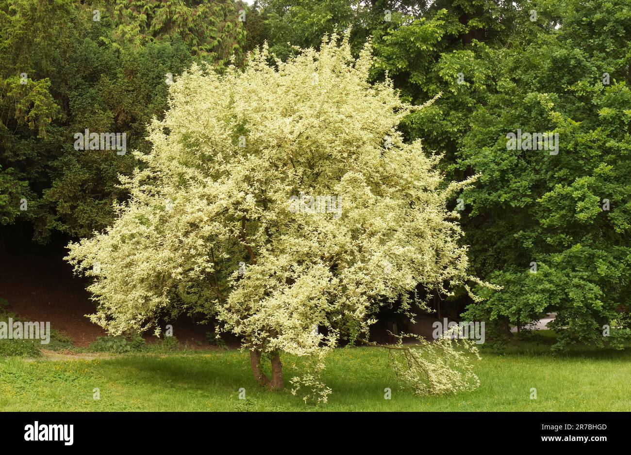 Cornus mas Variegata ou aussi cerisier de cornouailles, cornel d'Europe ou cornouailles de cerisier de Cornouailles au printemps. Paysage orentation sans personne. Banque D'Images