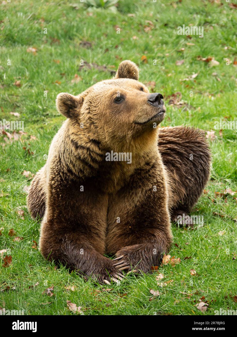 Adorable ours brun allongé dans l'herbe et regardant autour. Ours brun syrien (Ursus arctos syriacus) avec belle fourrure brun clair. Banque D'Images