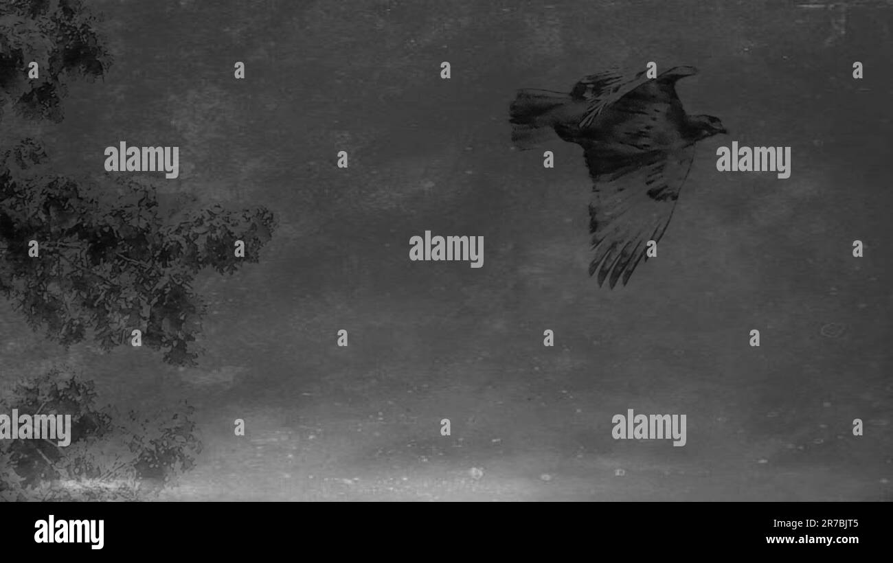 Oiseau Osprey survolant dans le ciel Banque D'Images