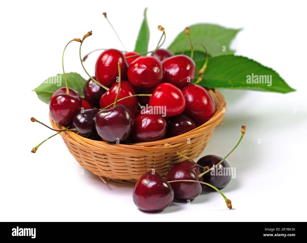 Cerises douces, Prunus avium, sur fond blanc Banque D'Images