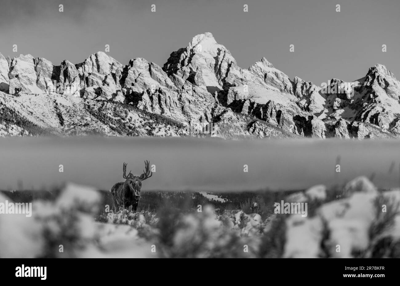 Une échelle de gris d'un cerf majestueux se dresse dans la neige en face d'une toile de fond spectaculaire de montagne Banque D'Images