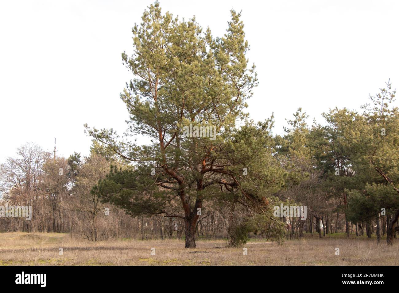 Forêt de conifères par une chaude journée d'hiver en Ukraine Banque D'Images