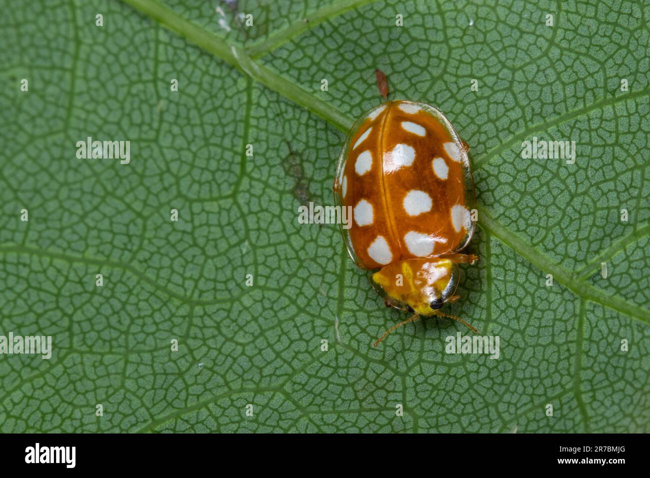 Orange Ladybird (Halyzia sedécimguttata) sur le dessous d'une feuille de chêne Banque D'Images